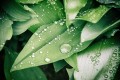 Cindy Martin _ Près du muguet